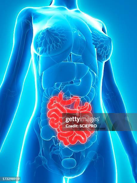 healthy small intestine, artwork - small intestine stock illustrations