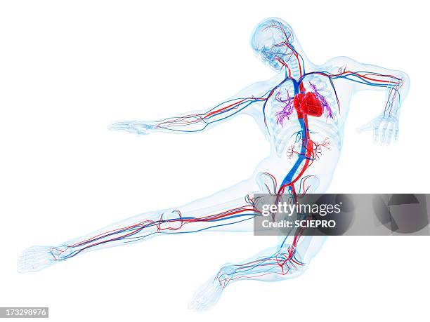 male cardiovascular system, artwork - femoral artery stock illustrations