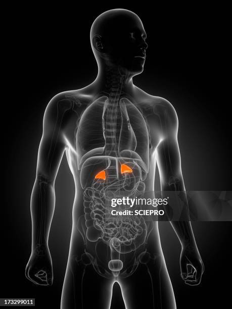 healthy adrenal glands, artwork - endokrines system stock-grafiken, -clipart, -cartoons und -symbole