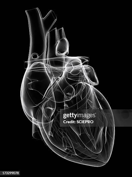 healthy heart, artwork - human body part photos stock illustrations