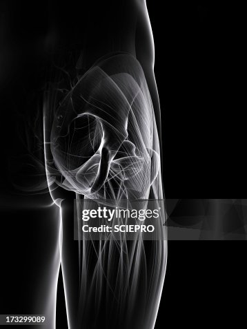 Buttock muscles, artwork Buttock muscles, artwork