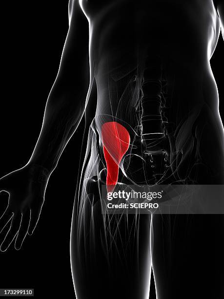 Groin Def Ilustraciones, imágenes clip art, dibujos animados e iconos de stock de ...