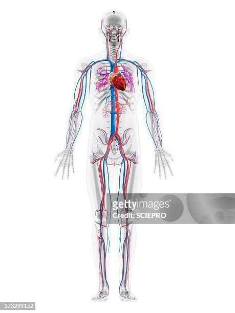 ilustraciones, imágenes clip art, dibujos animados e iconos de stock de cardiovascular system, artwork - vena cava vena humana