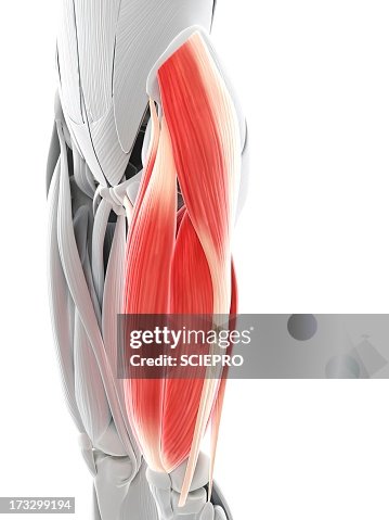 Thigh muscles, artwork Thigh muscles, artwork