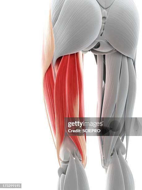 ilustrações de stock, clip art, desenhos animados e ícones de thigh muscles, artwork - bíceps femoral