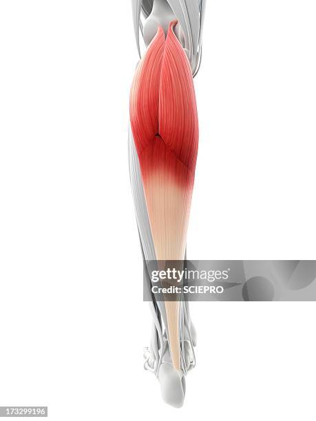 calf muscles, artwork - gastrocnemius stock-grafiken, -clipart, -cartoons und -symbole