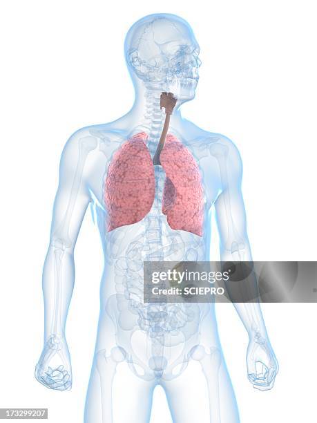 ilustraciones, imágenes clip art, dibujos animados e iconos de stock de healthy respiratory system, artwork - waist up