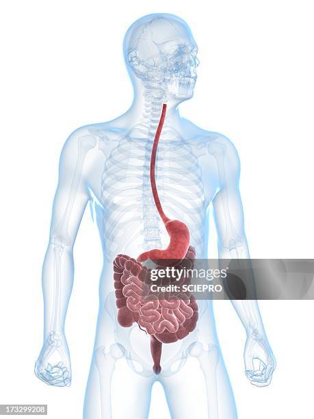 healthy digestive system, artwork - speiseröhre stock-grafiken, -clipart, -cartoons und -symbole