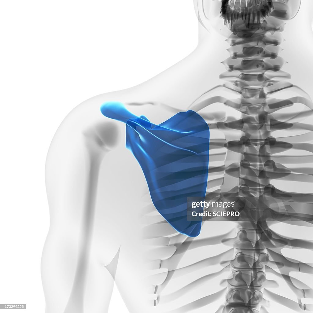 Shoulder Blade Artwork High Biology Diagrams