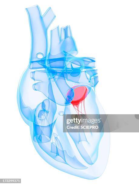 heart valve, artwork - anatomical valve stock illustrations