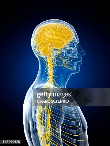Nervous system, artwork Nervous system, artwork