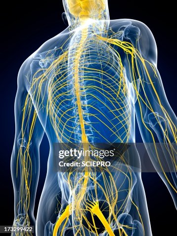 Nervous system, artwork Nervous system, artwork