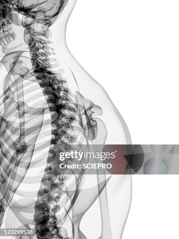 Male skeleton, artwork Male skeleton, artwork