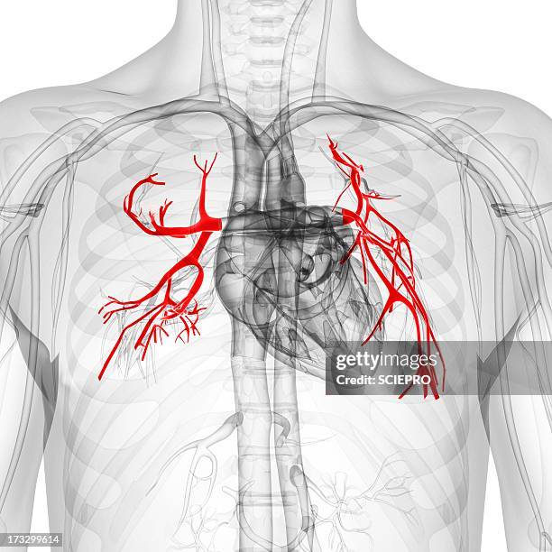 pulmonary arteries, artwork - chest torso stock illustrations