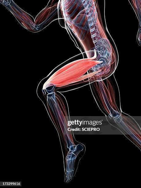 stockillustraties, clipart, cartoons en iconen met thigh muscle, artwork - human muscle