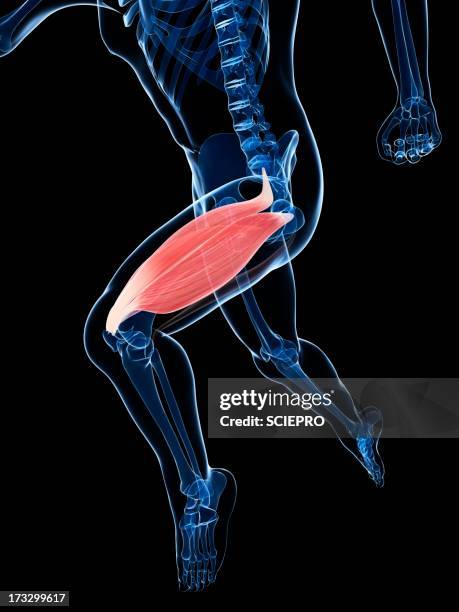 thigh muscle, artwork - quadriceps muscle stock illustrations