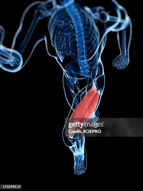 thigh muscle, artwork - quadriceps muscle stock illustrations