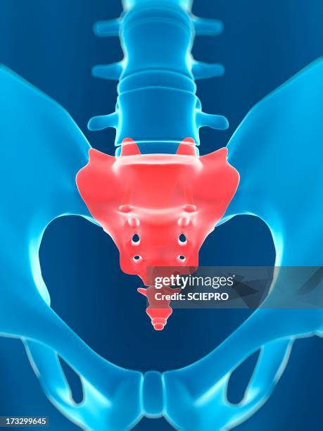 Android Sacrum Sacrum Anterior View Photos and Premium High Res Pictures - Getty Images