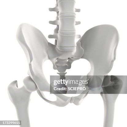 Pelvis bones, artwork Pelvis bones, artwork