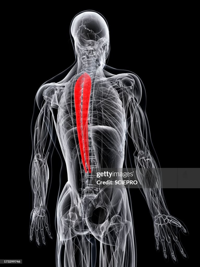 Back muscle, artwork