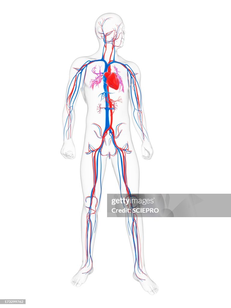 Cardiovascular system, artwork