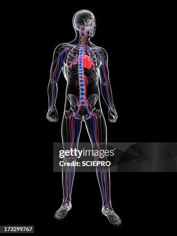 Cardiovascular system, artwork Cardiovascular system, artwork