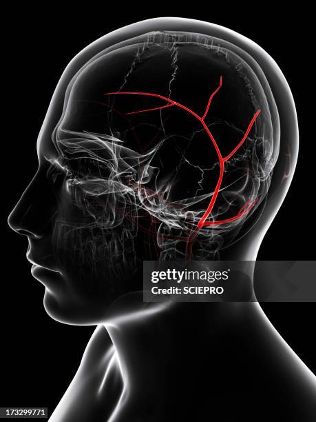 temporal artery, artwork - face looking down stock illustrations