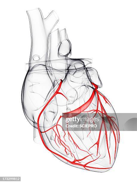 stockillustraties, clipart, cartoons en iconen met coronary arteries, artwork - heart internal organ