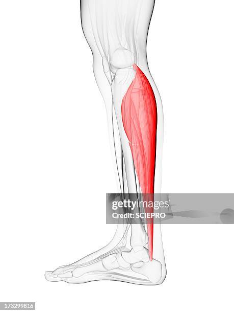 ilustraciones, imágenes clip art, dibujos animados e iconos de stock de calf muscle, artwork - calf