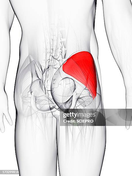 buttock muscle, artwork - buttocks stock illustrations