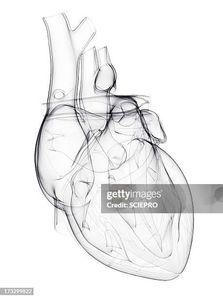 illustrazioni stock, clip art, cartoni animati e icone di tendenza di human heart, artwork - biomedical illustration