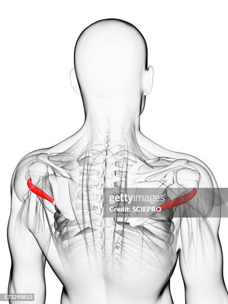 Muscle Gd Rond 41 Muscle Petit Rond High Res Illustrations - Getty Images