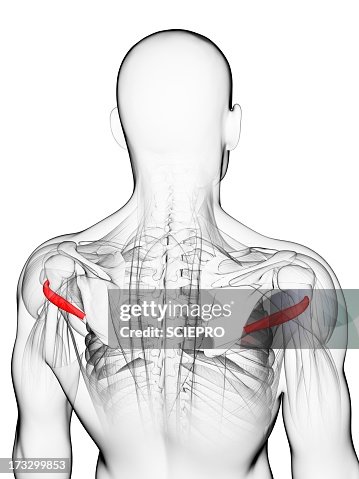 Back muscles, artwork Back muscles, artwork