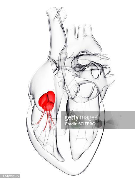heart valve, artwork - anatomical valve stock illustrations