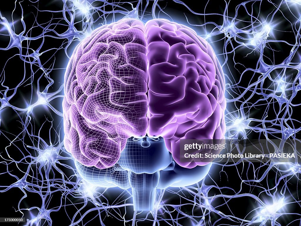 Brain and nerve cells, neural network