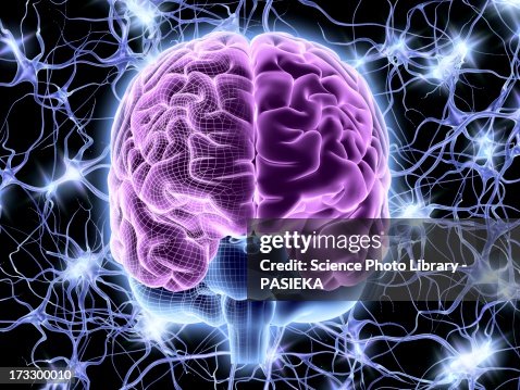 Brain and nerve cells, neural network Brain and nerve cells, neural network