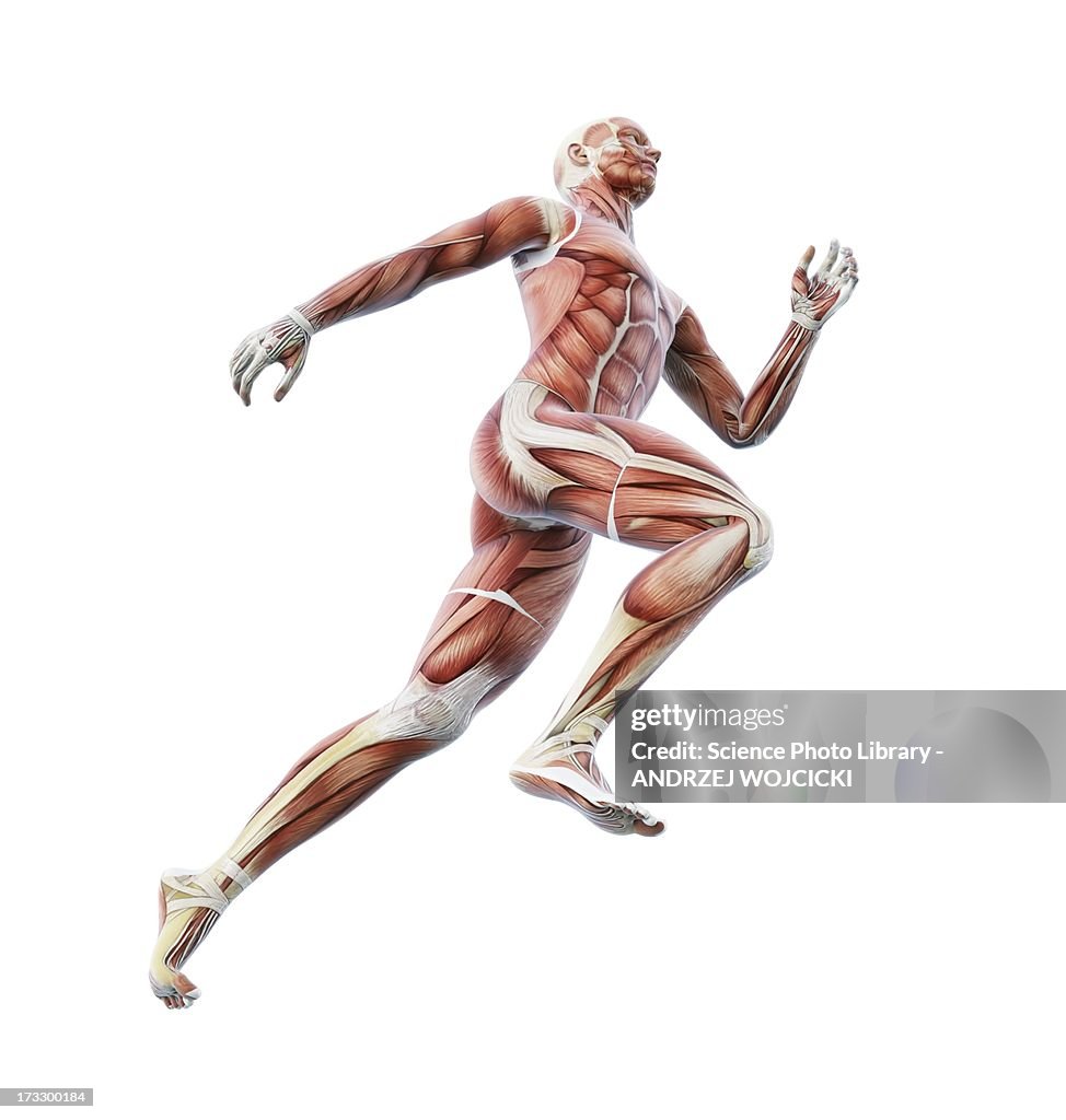 Human musculature, artwork