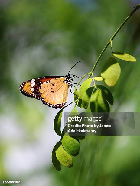 indian tiger butterfly - moringa oleifera stockfoto's en -beelden