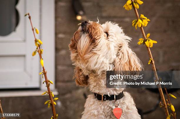 Spring Cockapoo Cockapoo Photos and Premium High Res Pictures - Getty Images