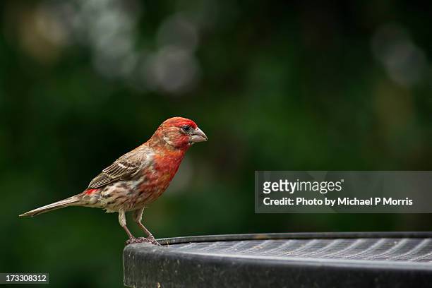 male house finch - newark stock pictures, royalty-free photos & images