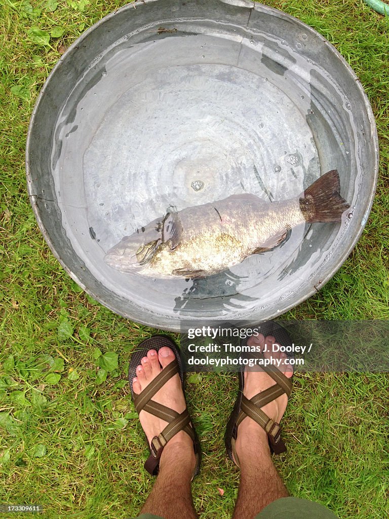 Fish in a barrel