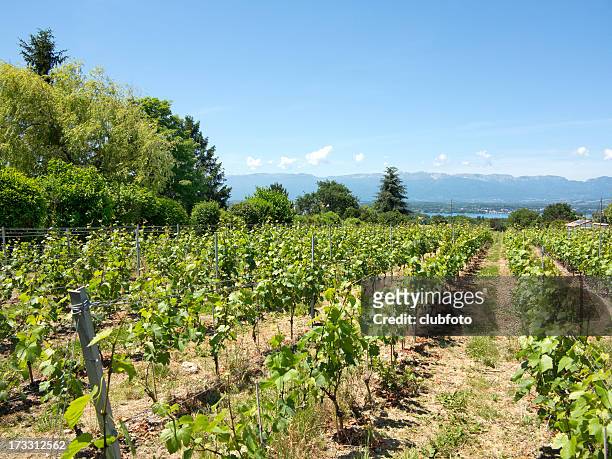 grape vines on lake geneva - haute savoie stockfoto's en -beelden
