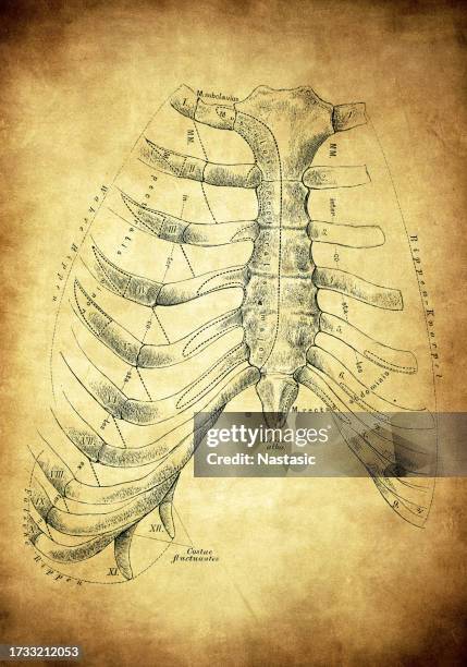2,244 Sternum Anatomy Stock Photos, High-Res Pictures, and Images ...