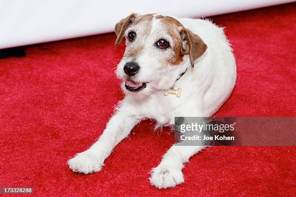 Dog actor Uggie attends the Abercrombie & Fitch Co. Presents their 2013 "Stars On The Rise!" at The Grove on July 11, 2013 in Los Angeles, California.