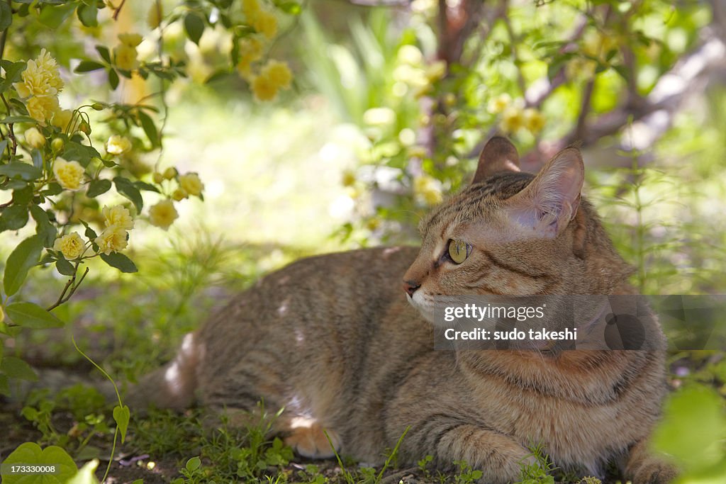 Rosa banksiae and a cat.