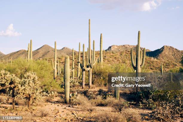 saguaro national park landscape - organismo vivo imagens e fotografias de stock