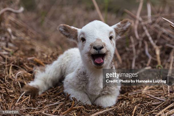 baaaa! - lamb stock pictures, royalty-free photos & images