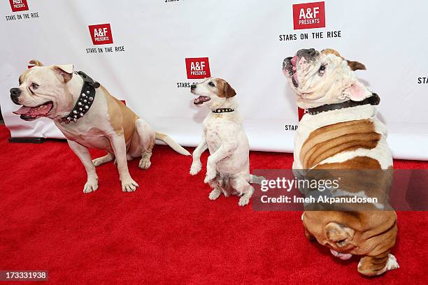 Actors Popeye, Uggie, and Julio attend Abercrombie & Fitch's presentation of their 2013 Stars on the Rise at The Grove on July 11, 2013 in Los...