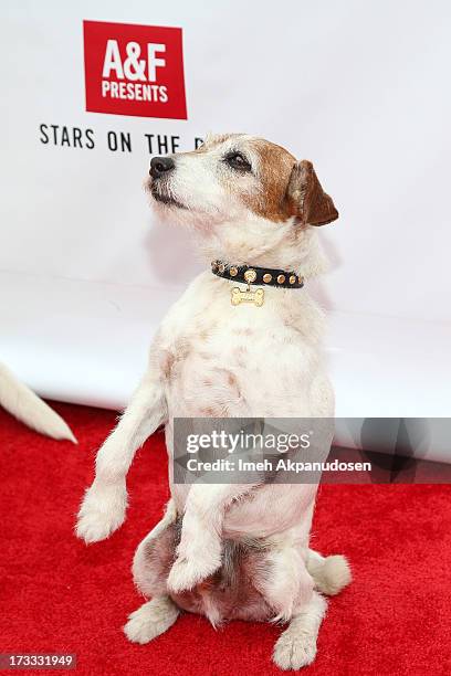 Actor Uggie attends Abercrombie & Fitch's presentation of their 2013 Stars on the Rise at The Grove on July 11, 2013 in Los Angeles, California.