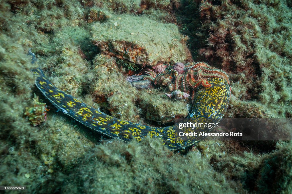 Tales of the Sea 2023 - Sicily, Diving Taormina